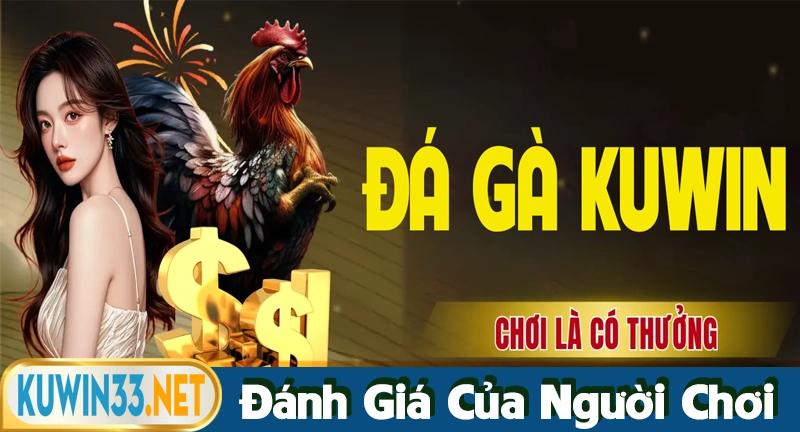 Đánh giá của người chơi về sảnh đá gà Kuwin
