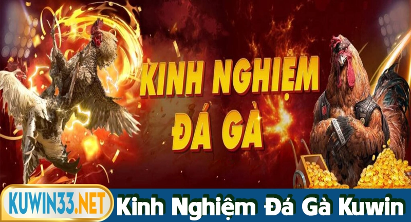 Kinh nghiệm và chiến thuật cá cược đá gà tại Kuwin