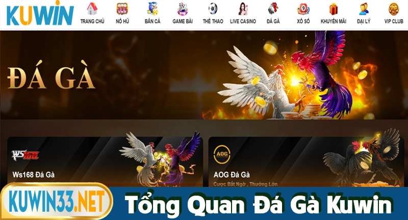 Đá gà Kuwin sự kết hợp giữa truyền thống và hiện đại