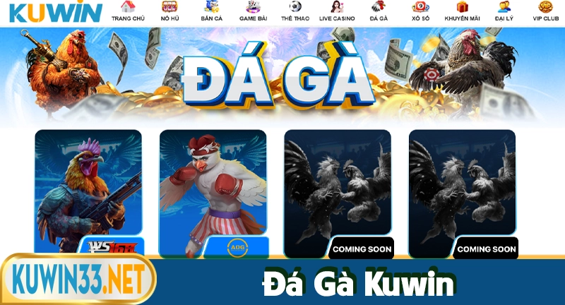 Đá gà Kuwin - Sân đá gà trực tuyến uy tín số 1 VN